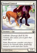 Lince Addestrata - Return to Ravnica (Common) [RTR-27]